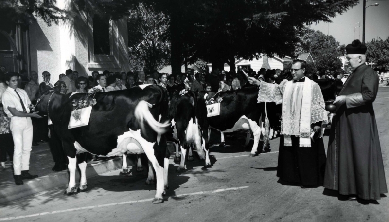 Father Fagundes and Monseignor John B. Forde bless cows before the Our Lady of Miracles Fiesta Parade, September 1966