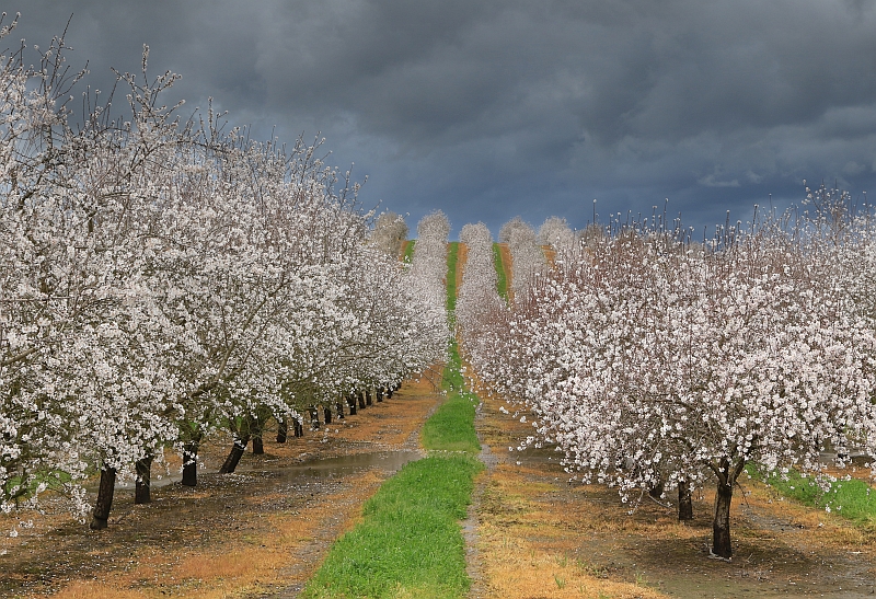 Almond Orchard near Turlock Lake by Sam Shaw